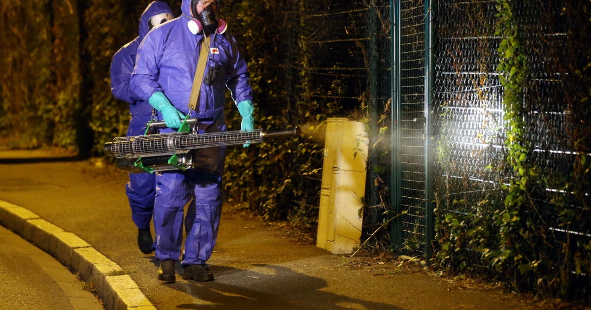 Obernai. La dengue détectée, une démoustication programmée