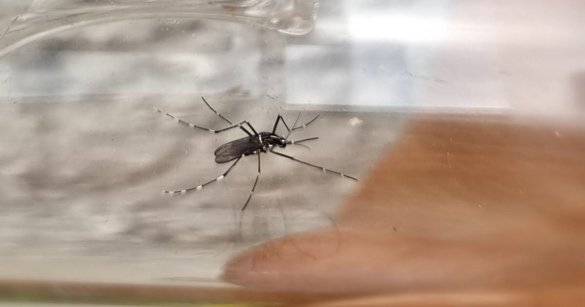 Bas-Rhin. Zika vakasının keşfedilmesinin ardından Strazburg ve Truchtersheim'da sivrisinek kontrol operasyonu