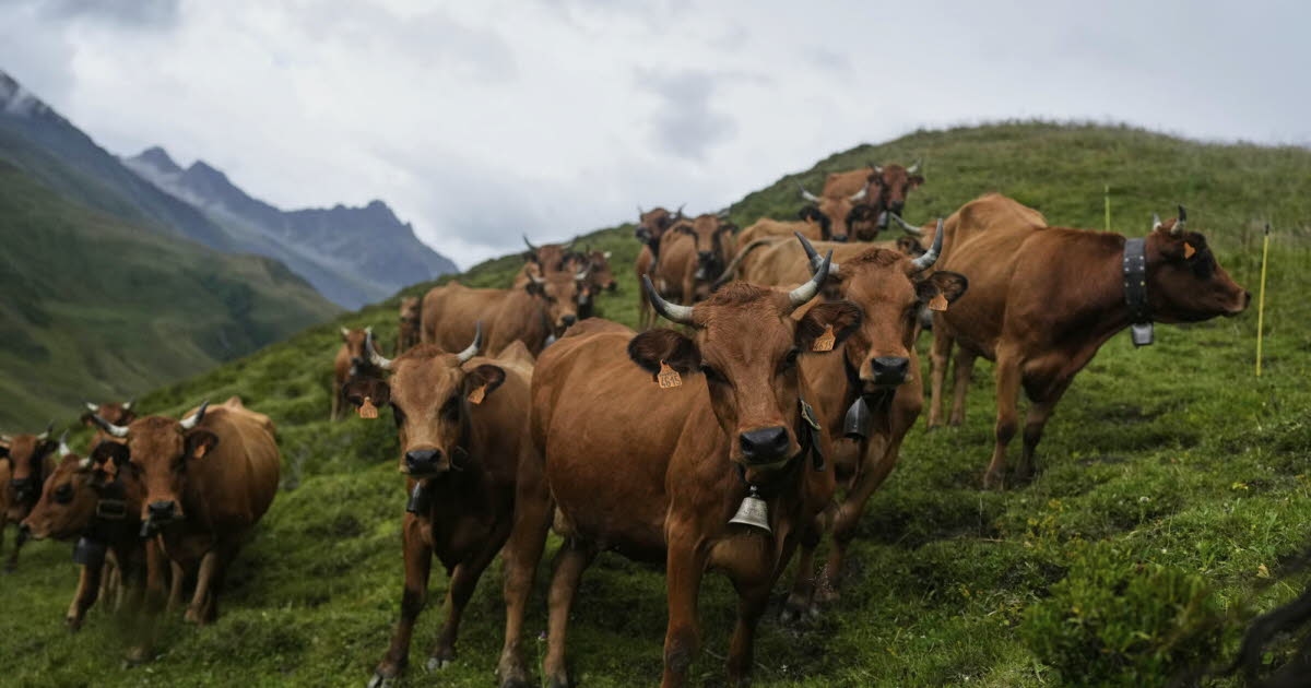Agricoltura. Dermatite nodulare contagiosa: 100.000 bovini vaccinati e mille macellati in un mese