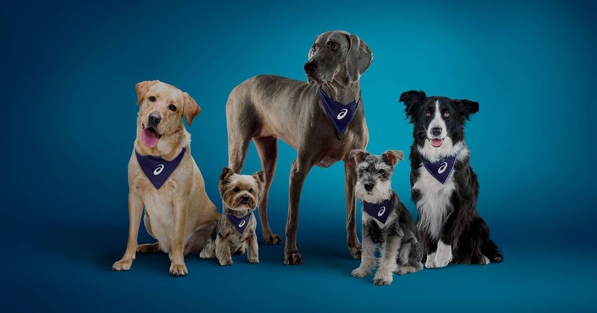 Sette proprietari di cani su 10 affermano che i loro animali domestici sono la loro principale motivazione per fare esercizio