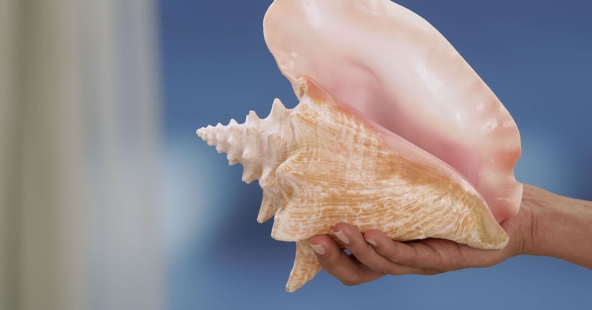 How blowing through a conch could help you sleep better