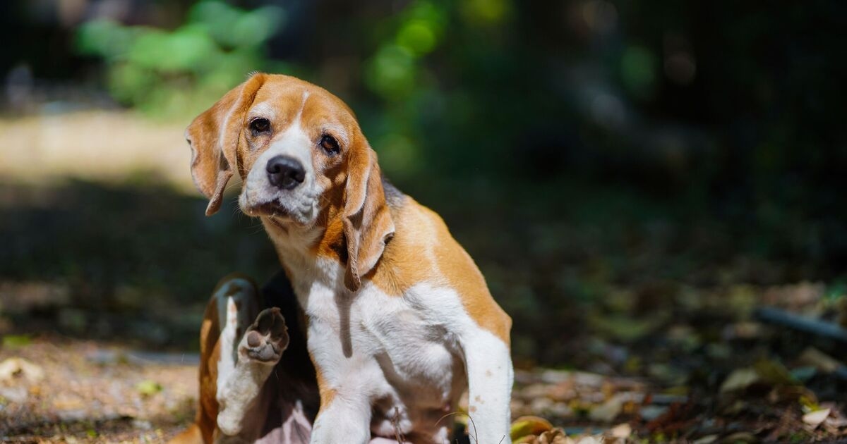 Vet warns dog owners ear scratching could be 'early warning sign'