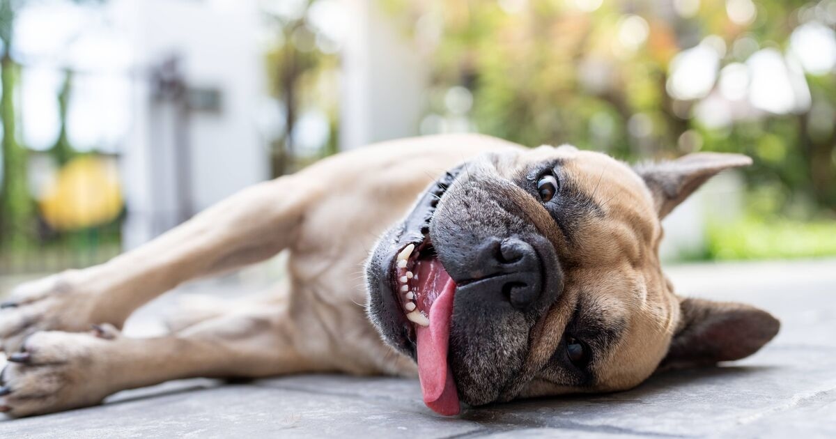 Köpeğinizin sıcak çarpması geçirdiğini düşünüyorsanız yapmamanız gereken 3 şey