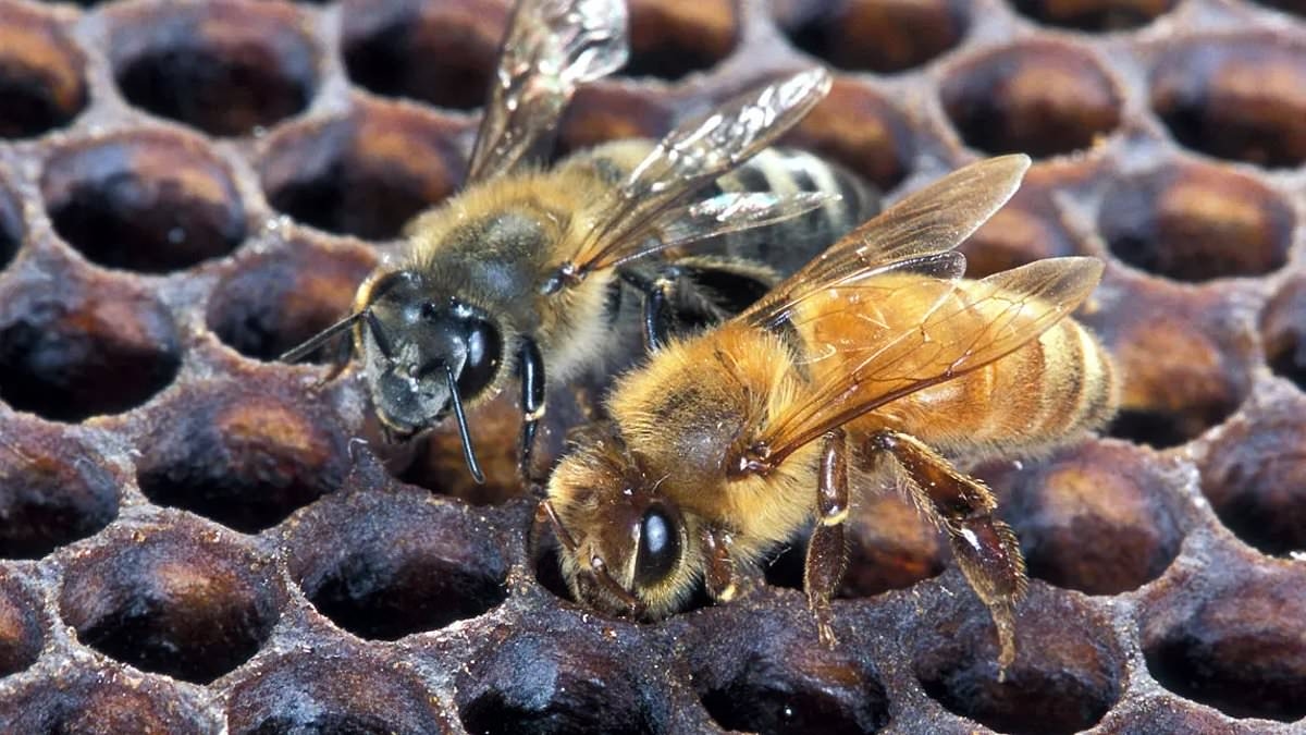 Tredici stati sono invasi da terrificanti api assassine che sciamano a centinaia e inseguono le auto per chilometri