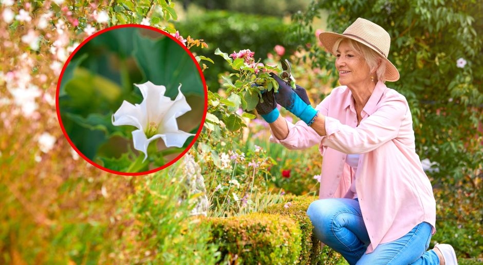Uma planta altamente venenosa. Provoca alucinações e perda de consciência. Os poloneses a plantam em jardins e varandas.