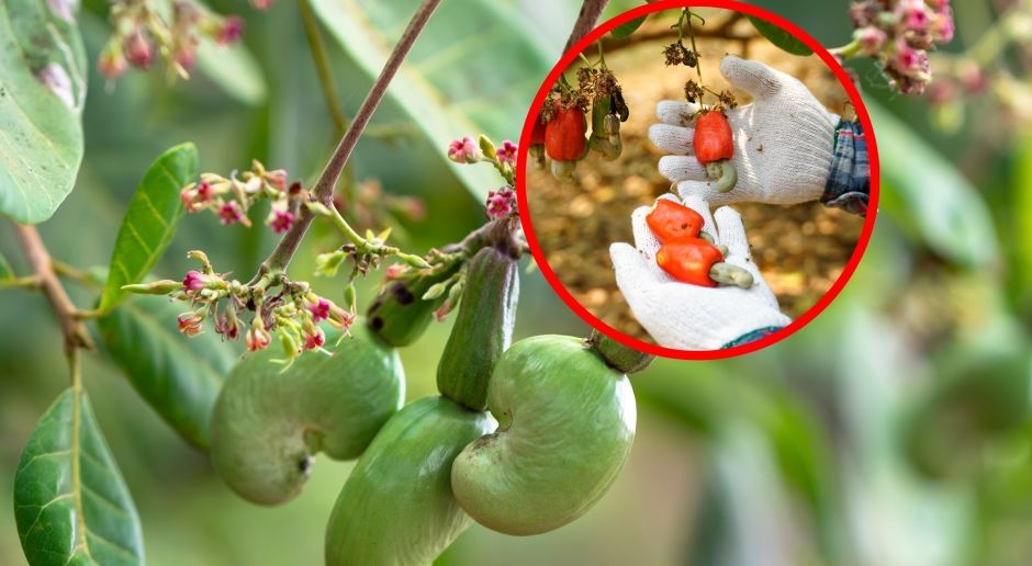 This is the most poisonous plant in the world. Poles eat it by the handful as their favorite snack