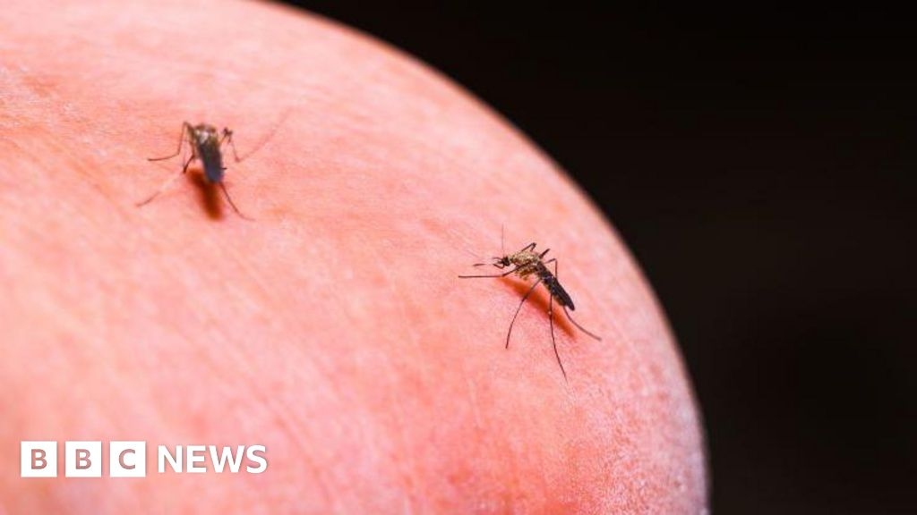 Gli scienziati propongono un nuovo metodo per curare la malaria dalle zanzare