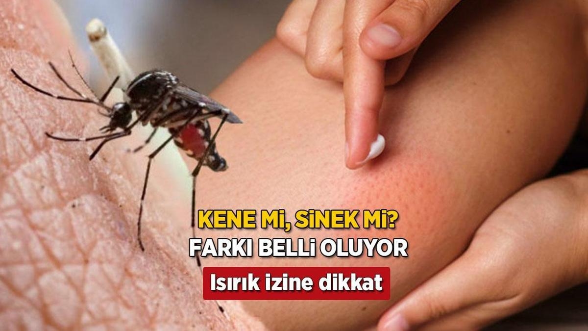 A-t-il été piqué par une tique ou une mouche ? Si la marque est ronde, soyez prudent, elle est visible instantanément.