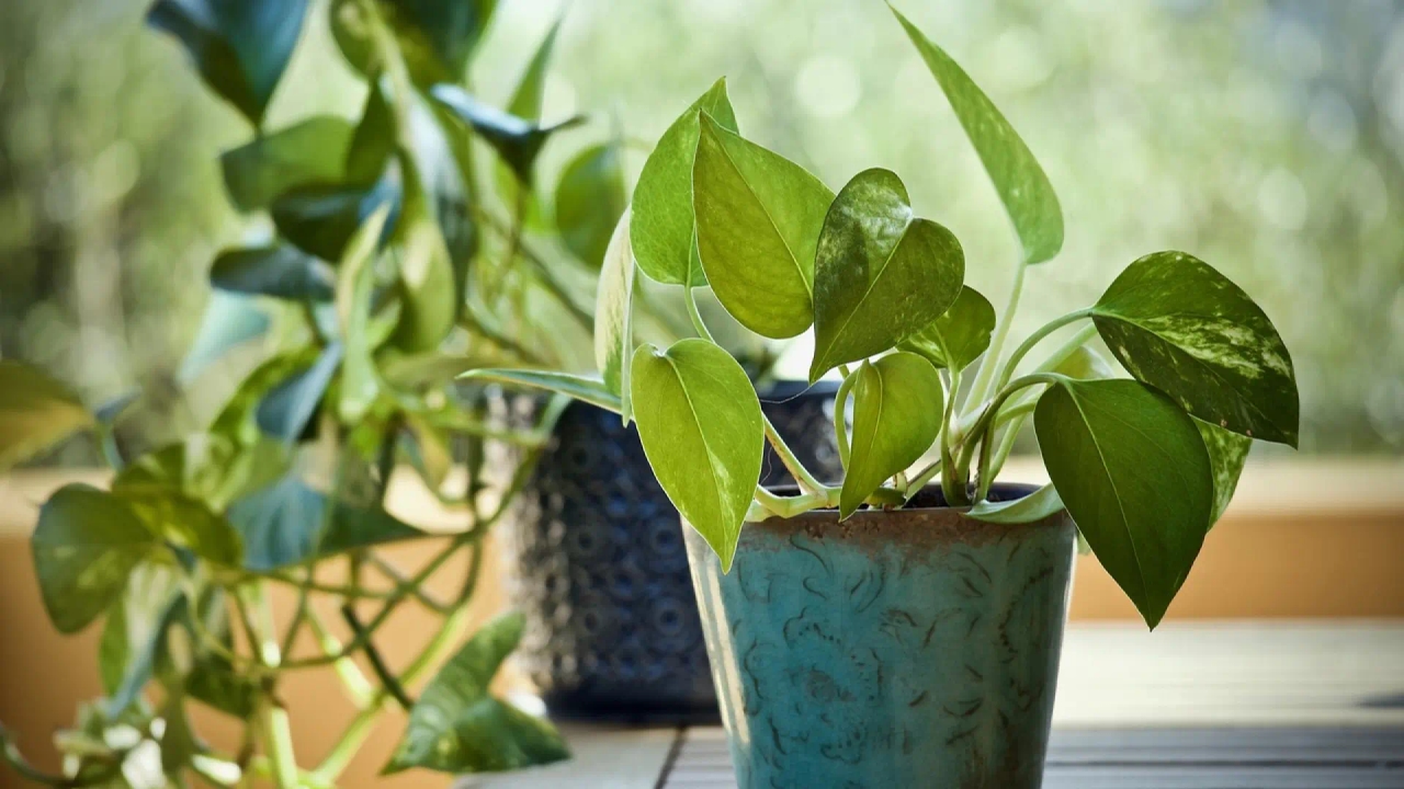 Wetenschap onthult welke plant kankerverwekkende stoffen uit de lucht kan verwijderen.