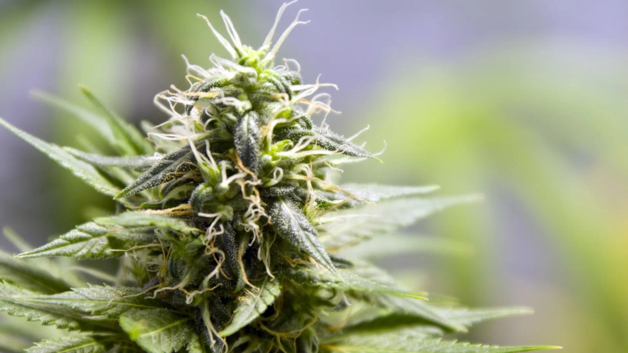 Les préparations à base de cannabis médicinal arrivent en Espagne : quels sont leurs usages et risques autorisés ?