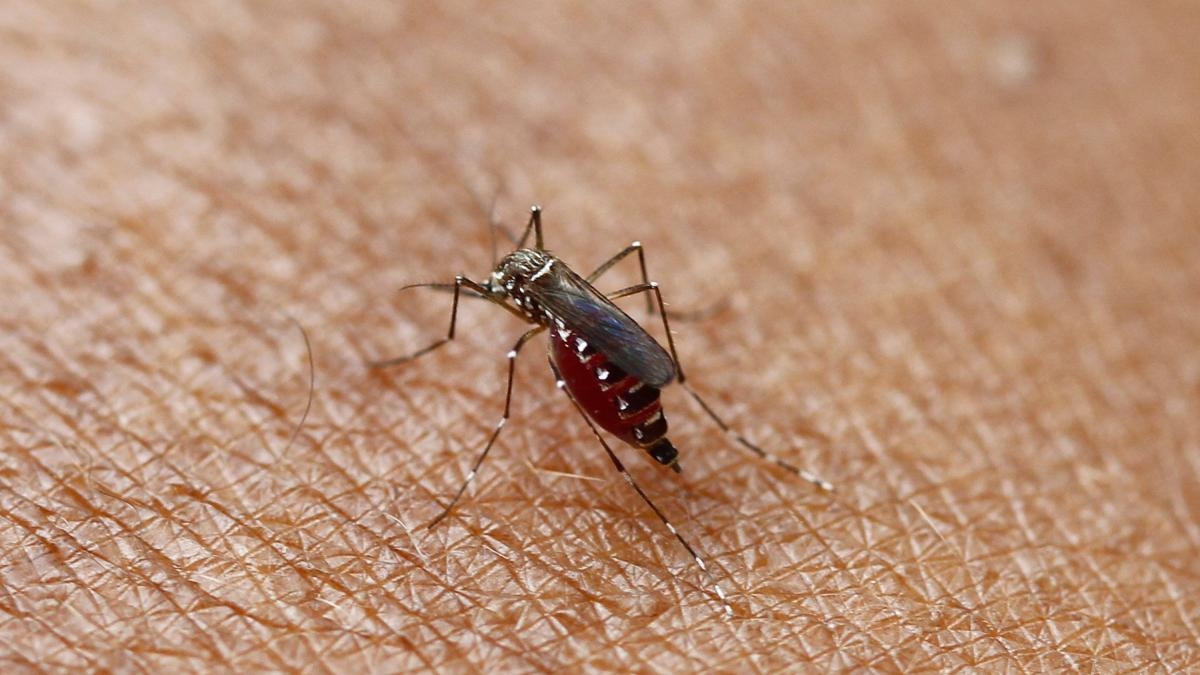 Colombian scientist discovers 'good' viruses in Aedes aegypti mosquitoes that could prevent these insects from transmitting dengue and yellow fever.