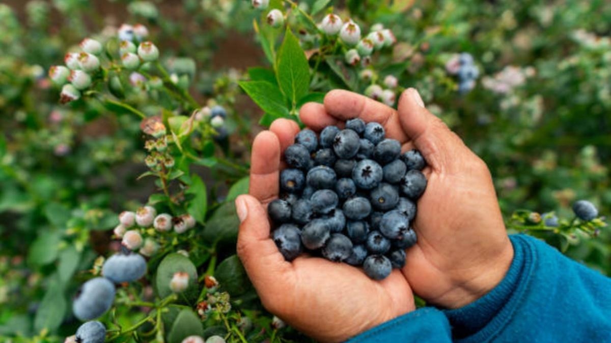 O segredo dos mirtilos: a fruta que ajuda a baixar a pressão arterial, segundo um cardiologista da Califórnia