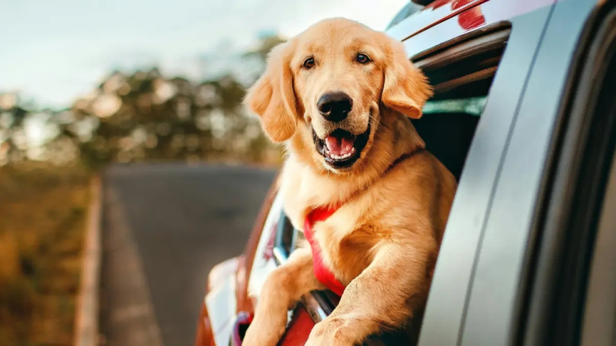 Experten sagen, dass das Zusammenleben mit Hunden das emotionale Wohlbefinden und die körperliche Gesundheit von Kindern fördert.