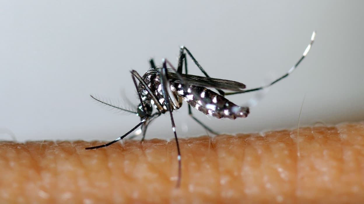 Chikungunya is circulating at a level never seen before in mainland France this early in the year