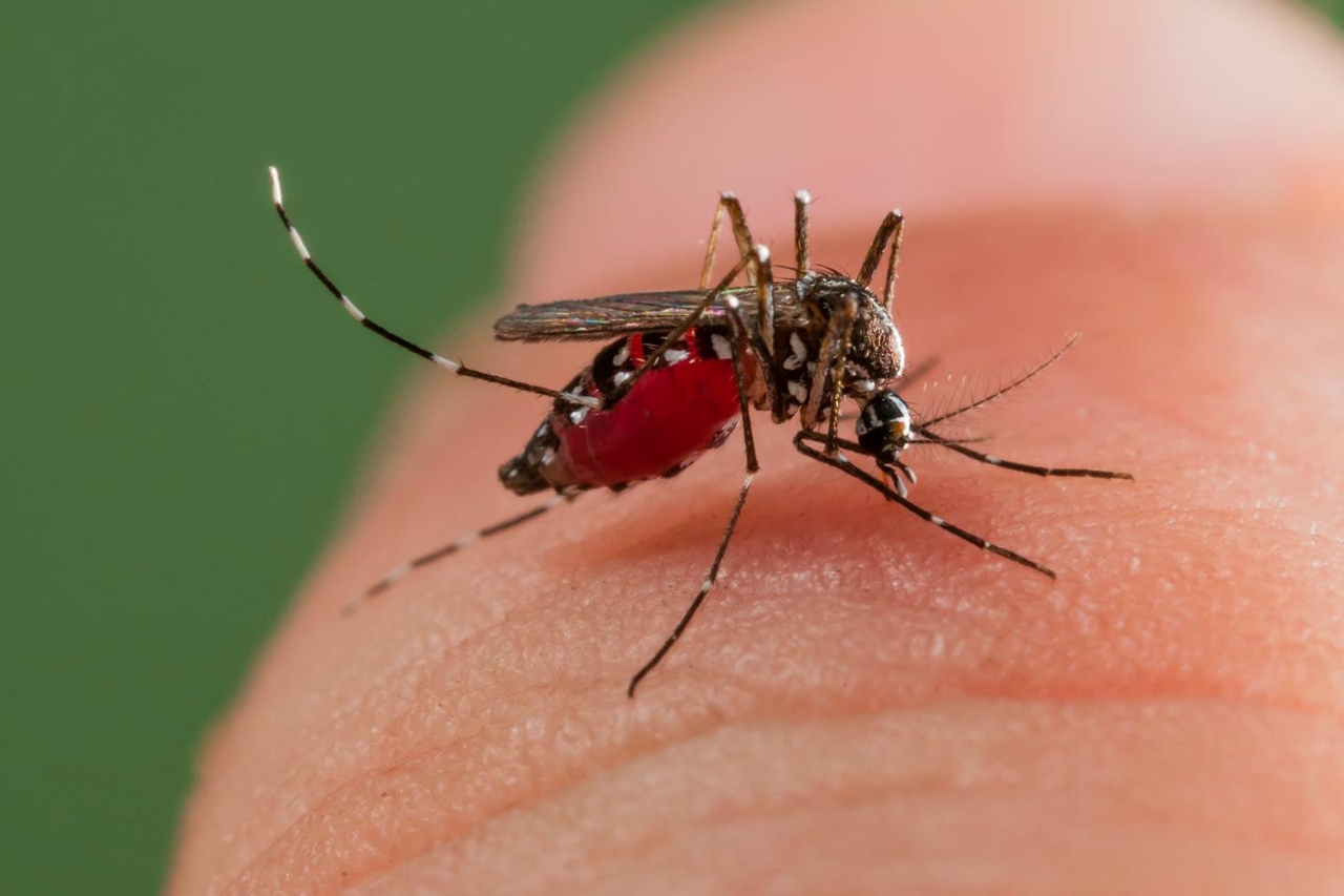Dengue: primeiro episódio de transmissão autóctone do ano foi identificado na França continental, em Auvergne-Rhône-Alpes