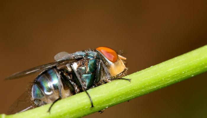 Alarme de invasão... Mosca que come carne viva: Causa morte! Mosca da bicheira; Foi mantida sob controle com a produção de 100 milhões de moscas estéreis.