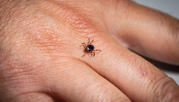 Uzmanından "Kene riski şehirlerden çok kırsalda yüksek" uyarısı