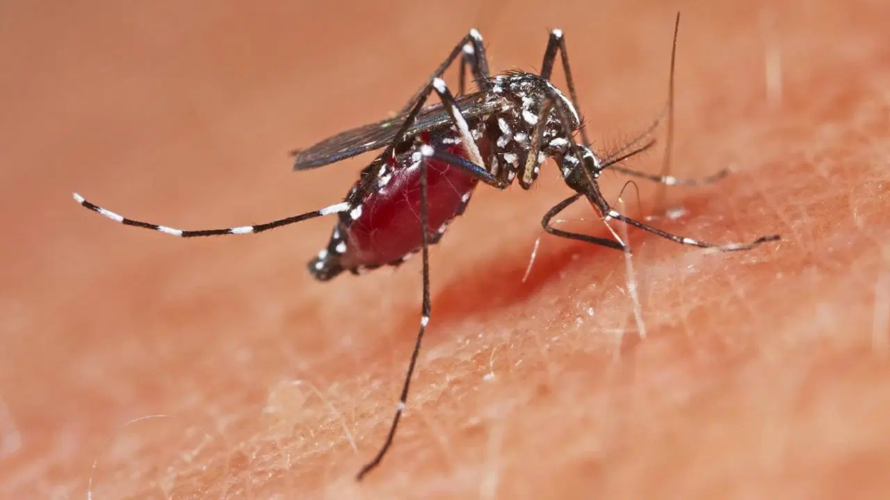 Noodtoestand niveau 3 uitgeroepen in China! 1.714 gevallen van Chikungunya-koorts...