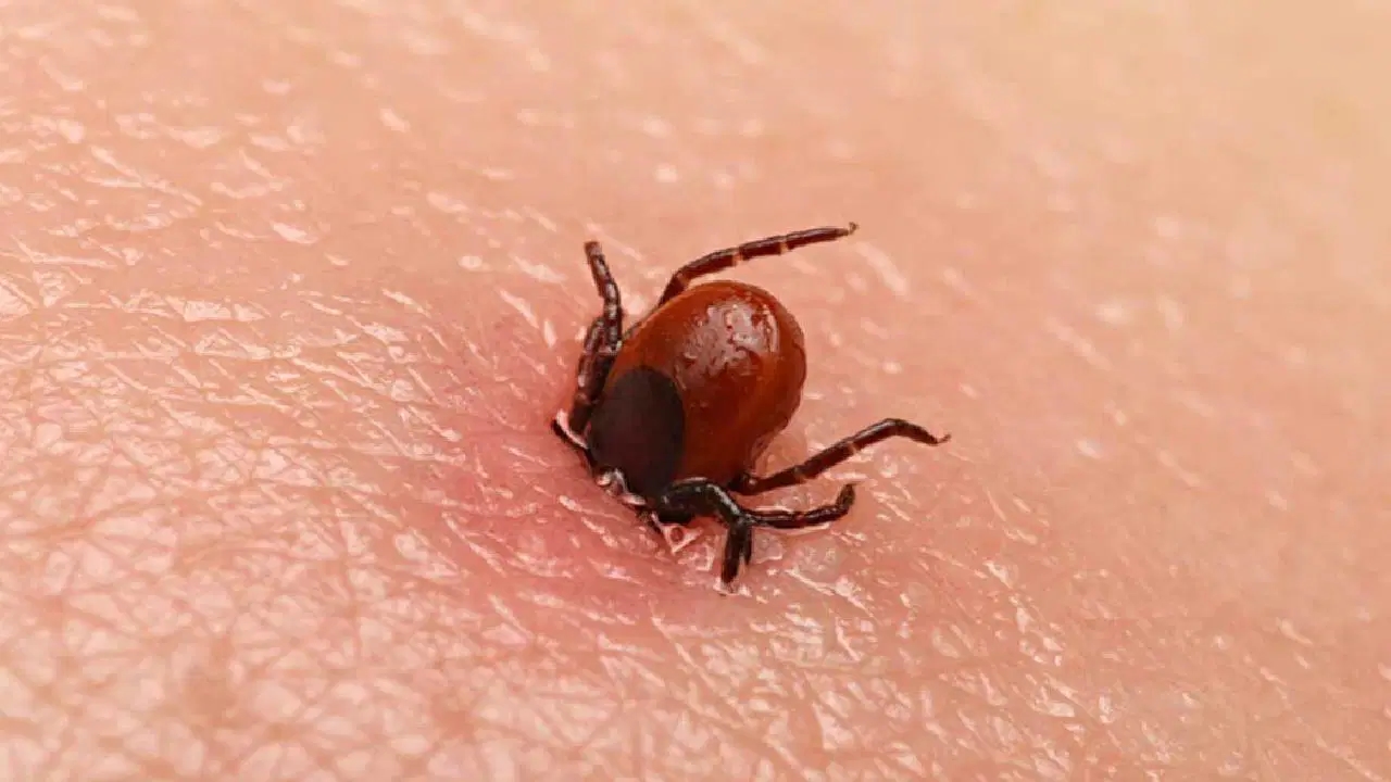 Pesadelo do carrapato está de volta: Nova espécie originária da China encontrada!