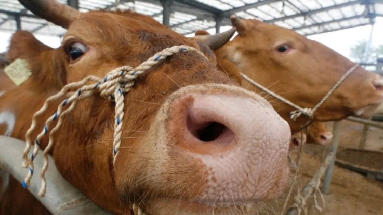 Was ist BSE (Rinderwahnsinn)? Wie entsteht BSE? Ist BSE ansteckend?