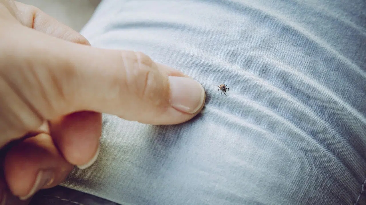 Ważne ostrzeżenie ekspertów dotyczące kleszczy: Nie zgniataj ich dłońmi!