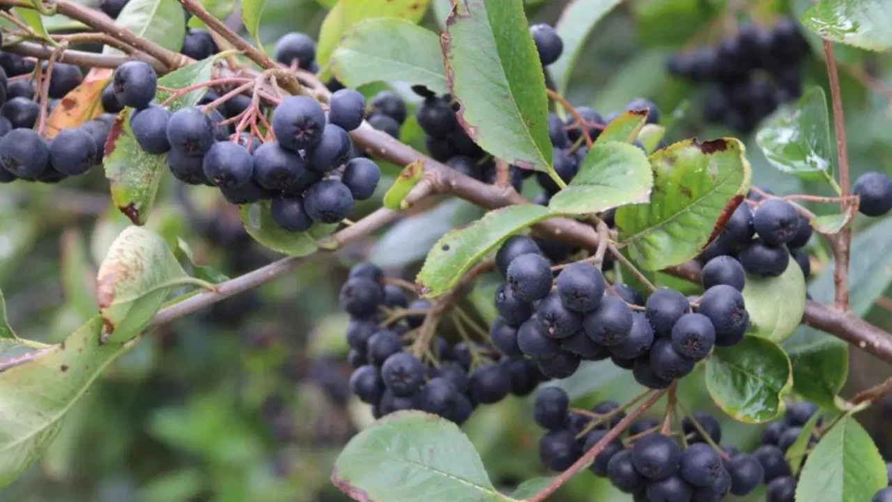 Er is vastgesteld dat Aronia de bloedsuikerspiegel in evenwicht brengt