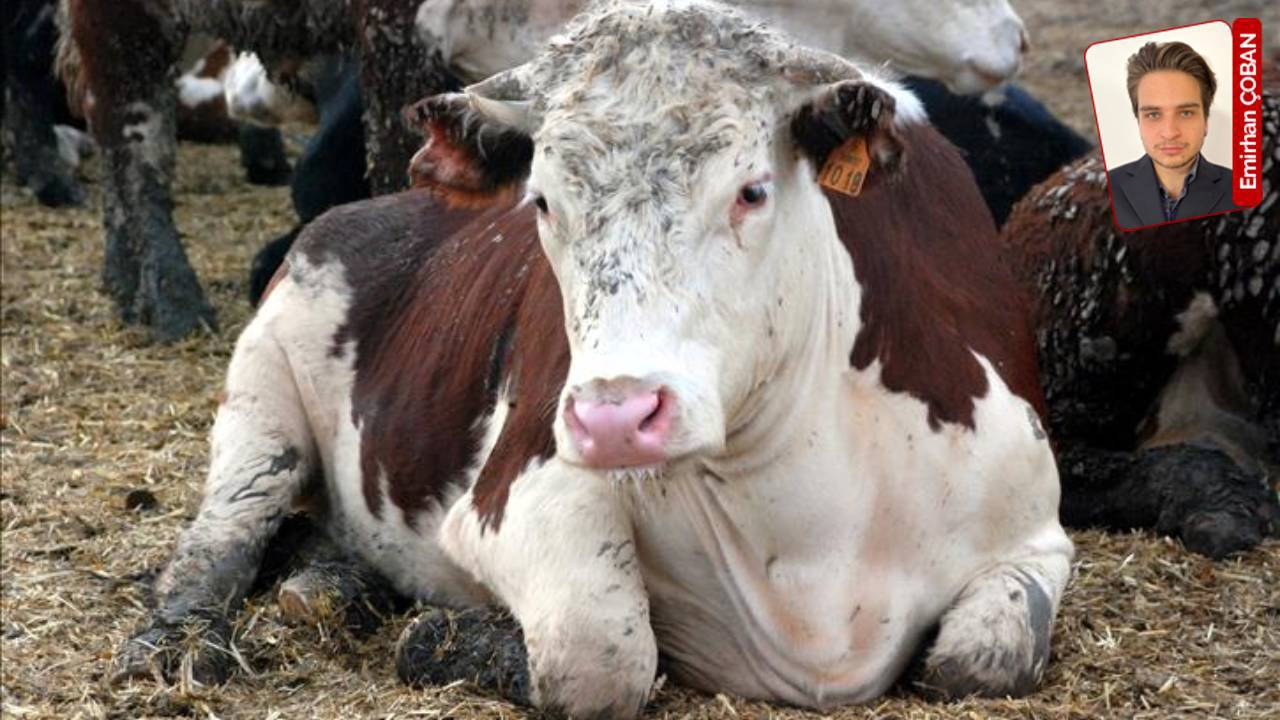 Breitet sich BSE in der Türkei aus? „Es besteht keine Gefahr vor Ort.“