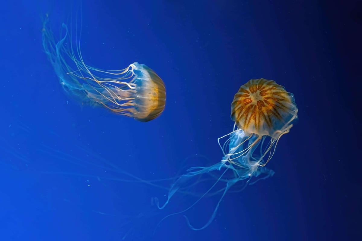 Jellyfish: what to do in case of a sting?