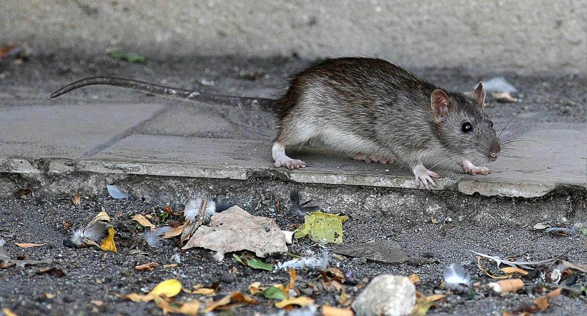 American man tests positive for plague after camping trip