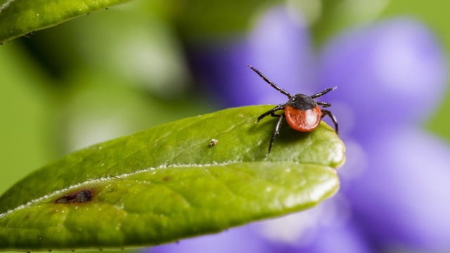 Tick-borne infections - what is the danger of anaplasmosis? A doctor explains