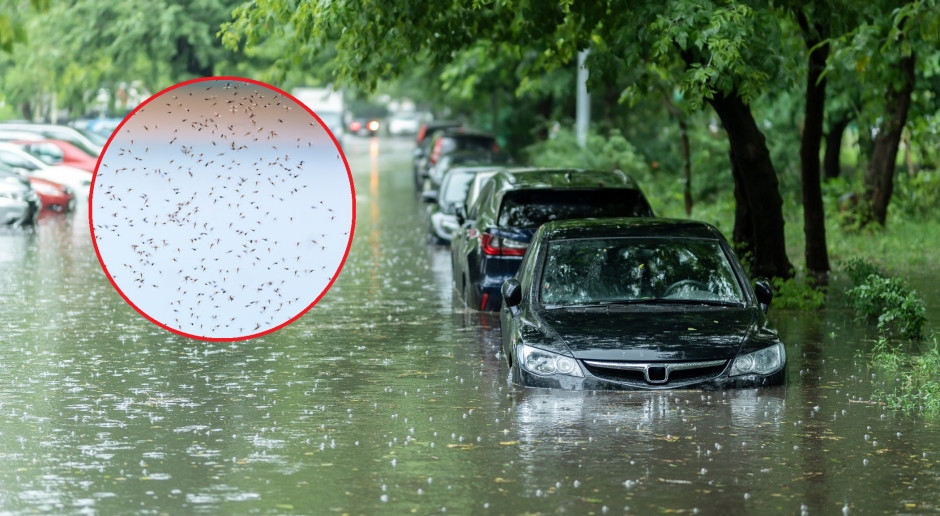 They will attack in swarms. This is all due to the heavy rainfall.