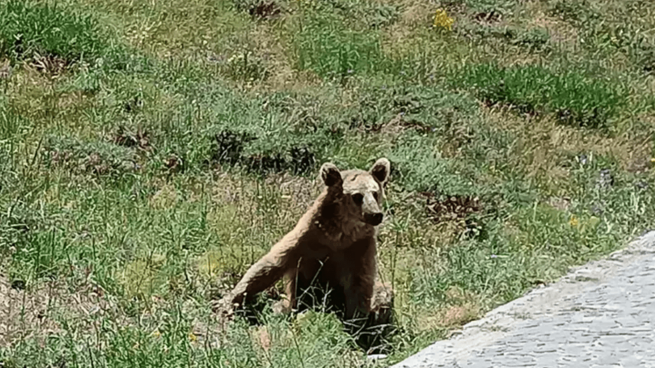 Bitlis Governorship issues 'bear' warning!