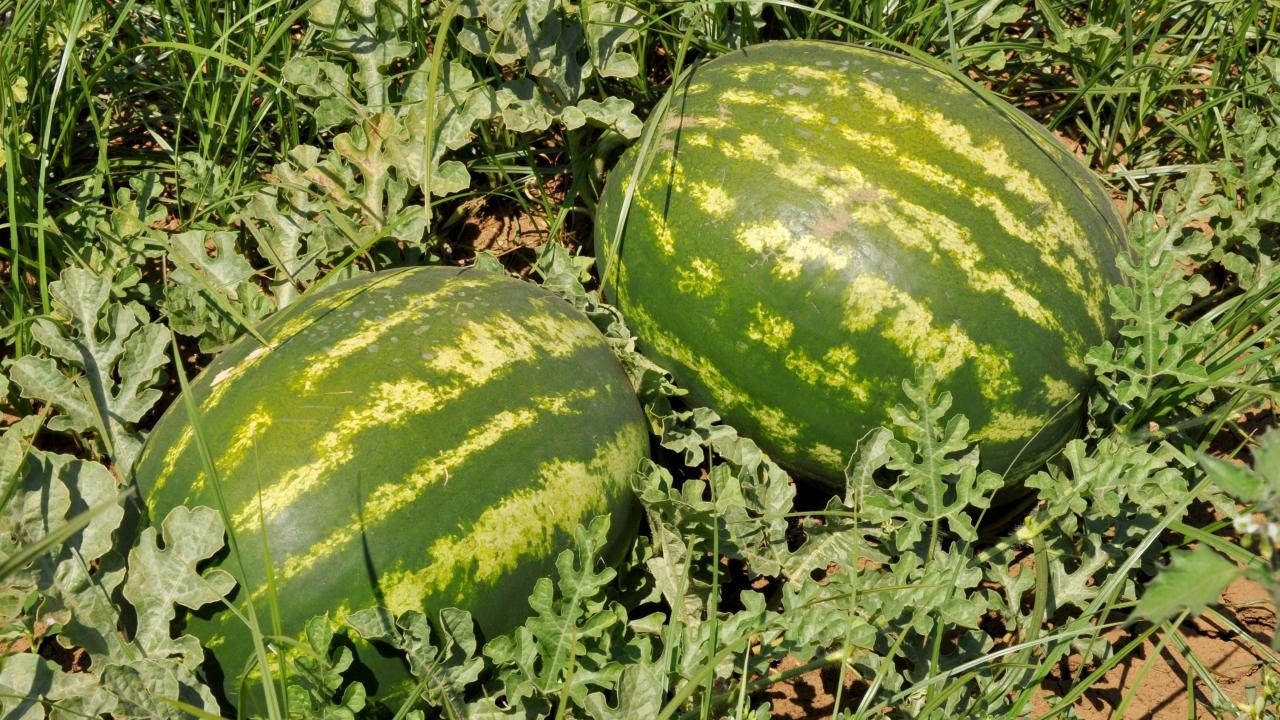 Ungereinigte Melonen und Wassermelonen können Lebensmittelvergiftungen verursachen