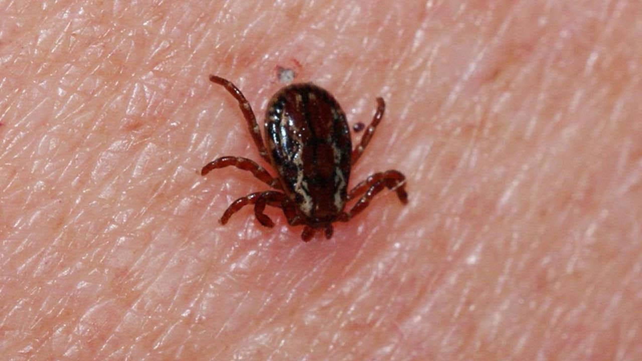 Gatunek kleszcza Rhipicephalus, który coraz częściej pojawia się w Stambule, jest niegroźny