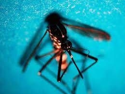 West Nile virus: 89 cases in Italy since the beginning of the year, 57 more in a week.