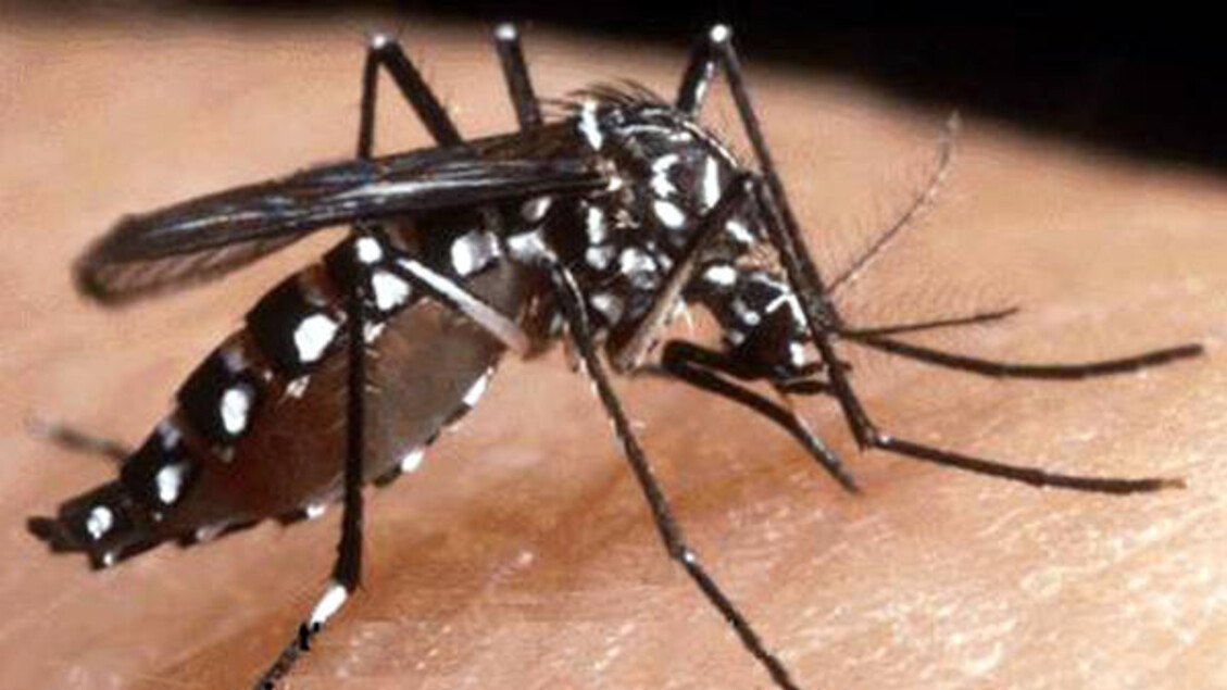 Veneto'da üçüncü yerli chikungunya vakası kaydedildi