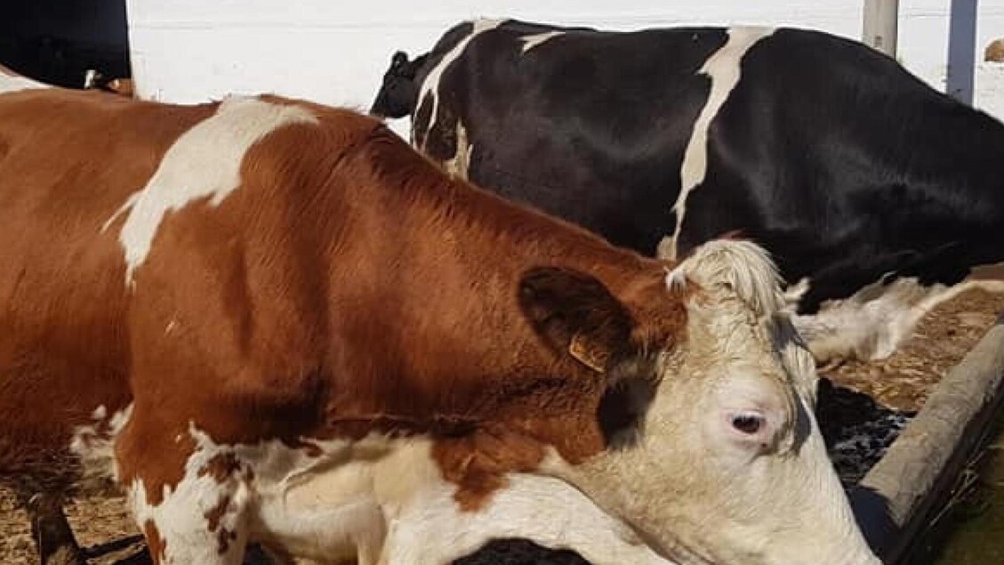 Tutto sulle proteine animali, 'cruciali nell'evoluzione umana'