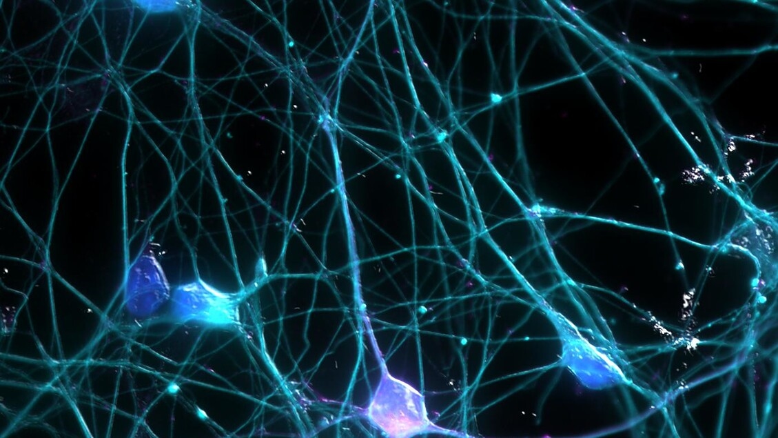 Neuroinflamação é essencial para memórias e saúde neuronal, estudo derruba crenças
