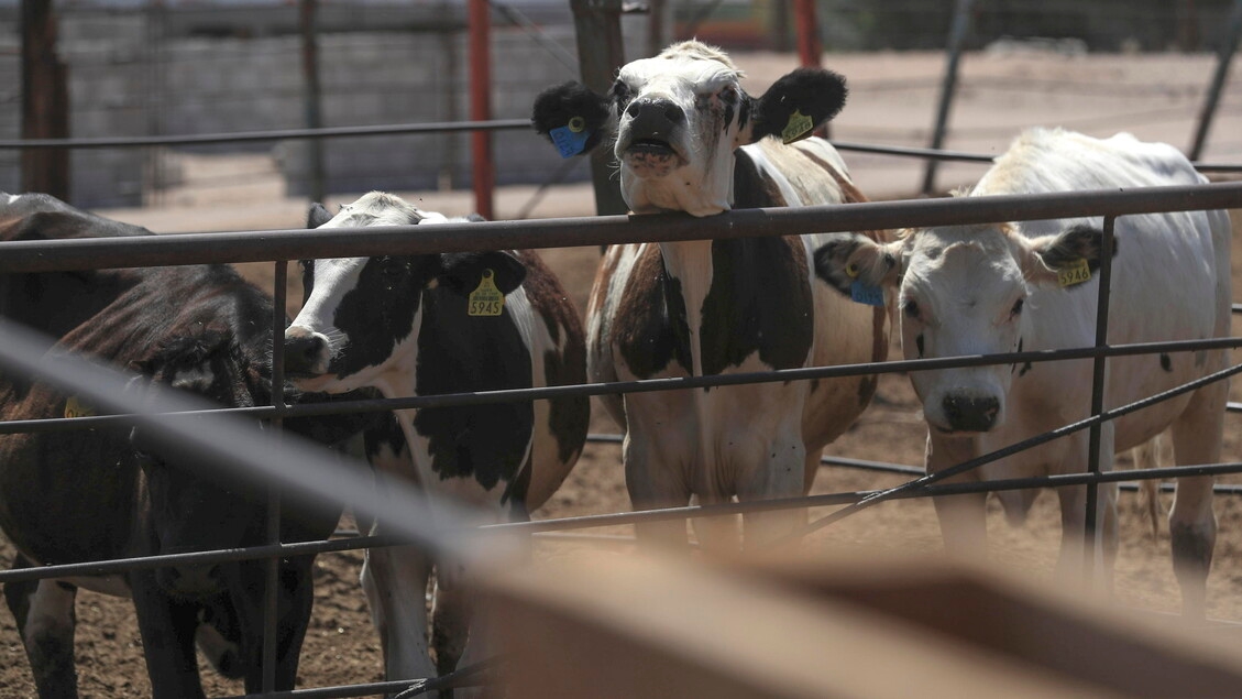Leche cruda, asociación con nuevas directrices apreciada