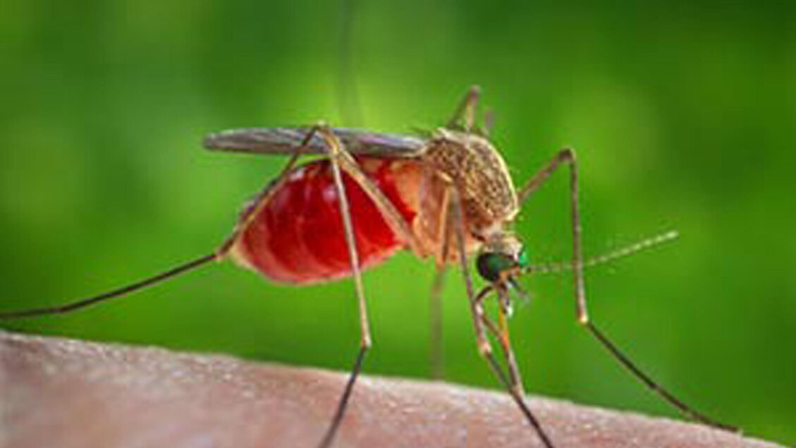 Second West Nile victim in Lazio, at Spallanzani Hospital