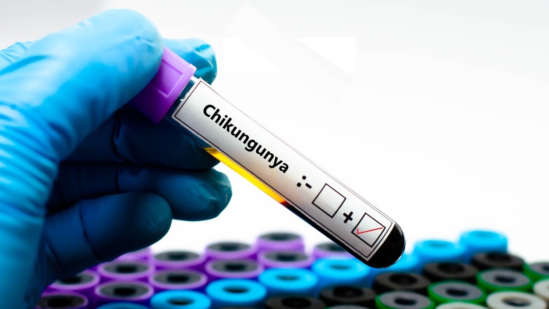 Chikungunya, hundreds of indigenous cases in Italy over the years