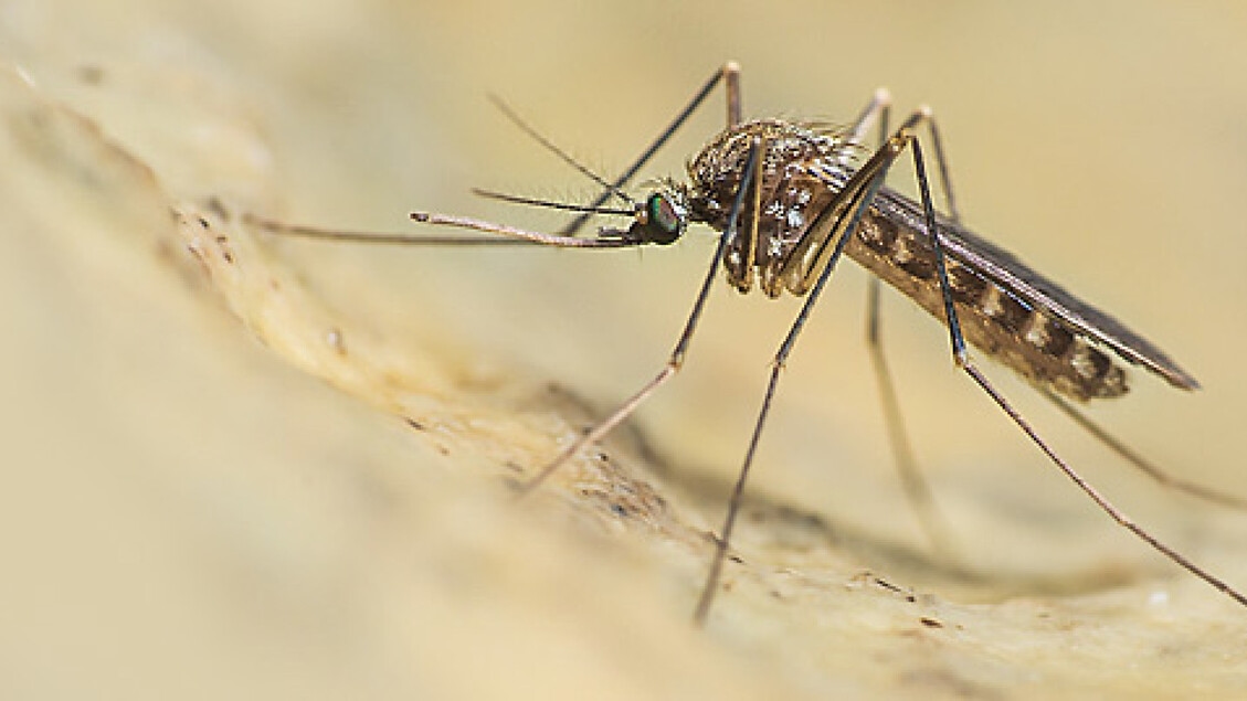 West Nile: Why it's called that, the symptoms, and how it's transmitted