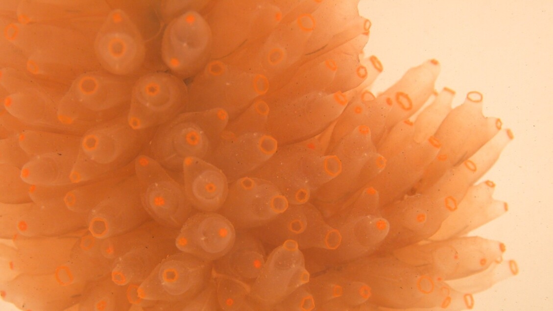 Lung cancer: A marine-derived substance holds promise