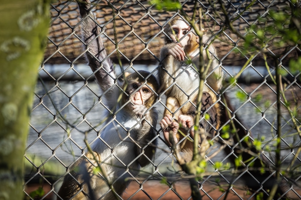 Los científicos temen el impacto del retroceso de los senadores en la investigación con primates