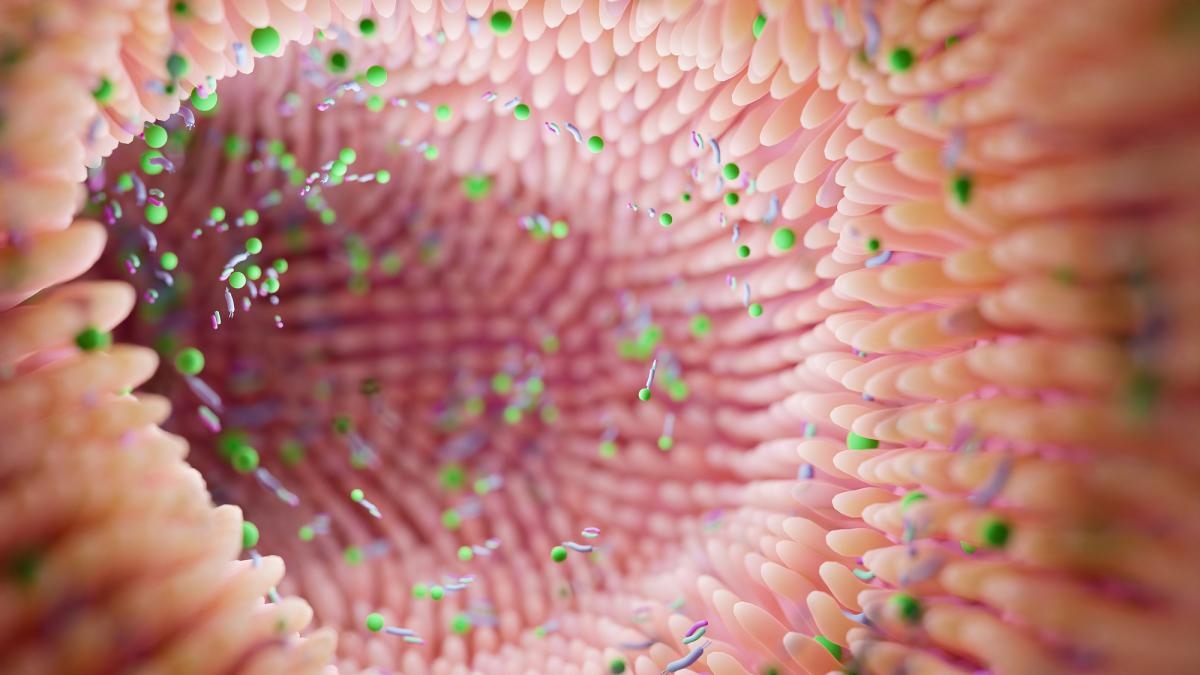 Catalonia creates the first public fecal microbiota bank to treat serious intestinal infections.