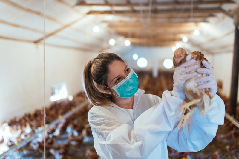 Risk of a pandemic: How dangerous is avian influenza?