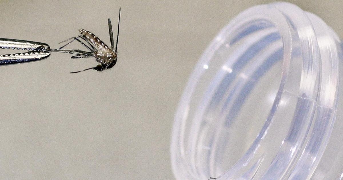 Casos de virus del Nilo Occidental en Lacio, Piamonte, Emilia y Véneto: "El virus está circulando".
