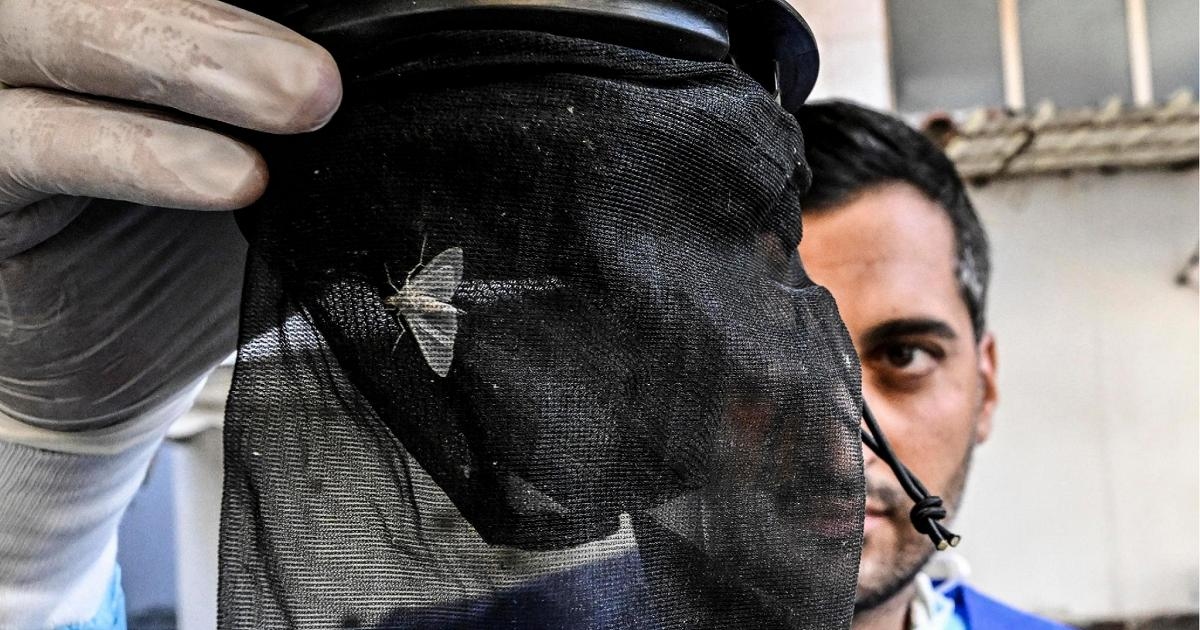 West Nile virus infections are rising. Record cases in Lazio: "The peak will be in a fortnight."
