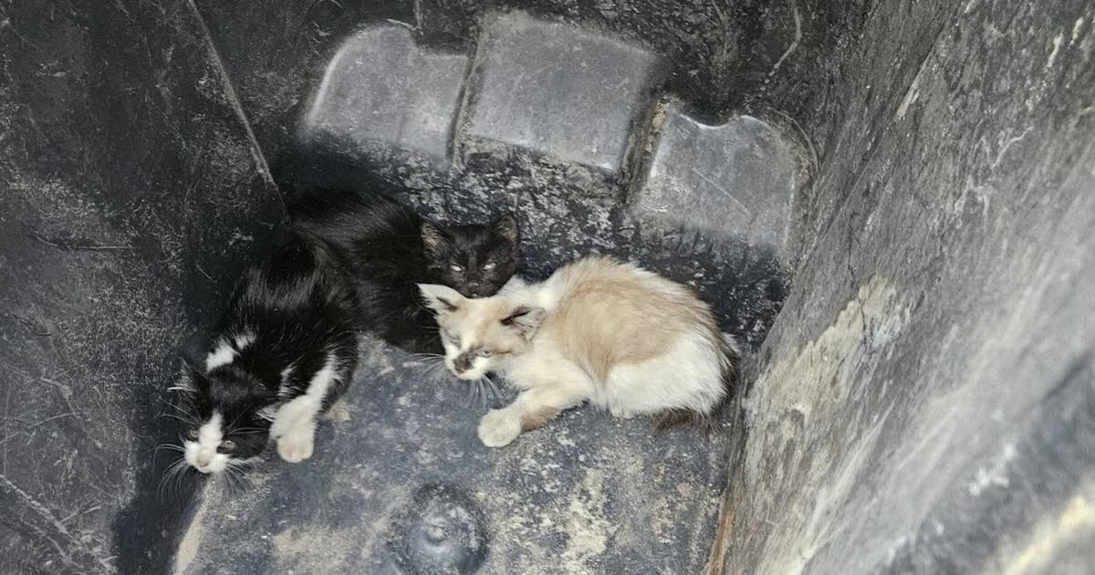 Moselle. Jetés vivants à la poubelle, trois chatons sauvés de la mort