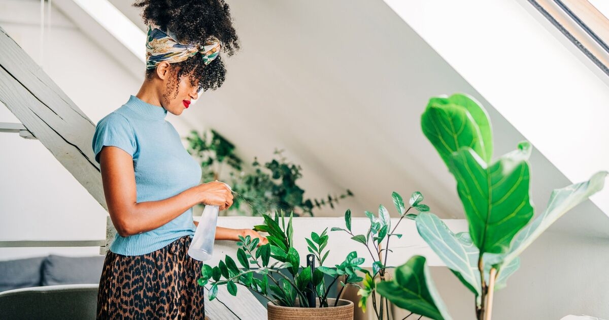 Especialista revela as cinco plantas que toda casa deveria ter para promover o bem-estar.